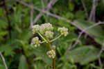 Groovestem Indian plantain